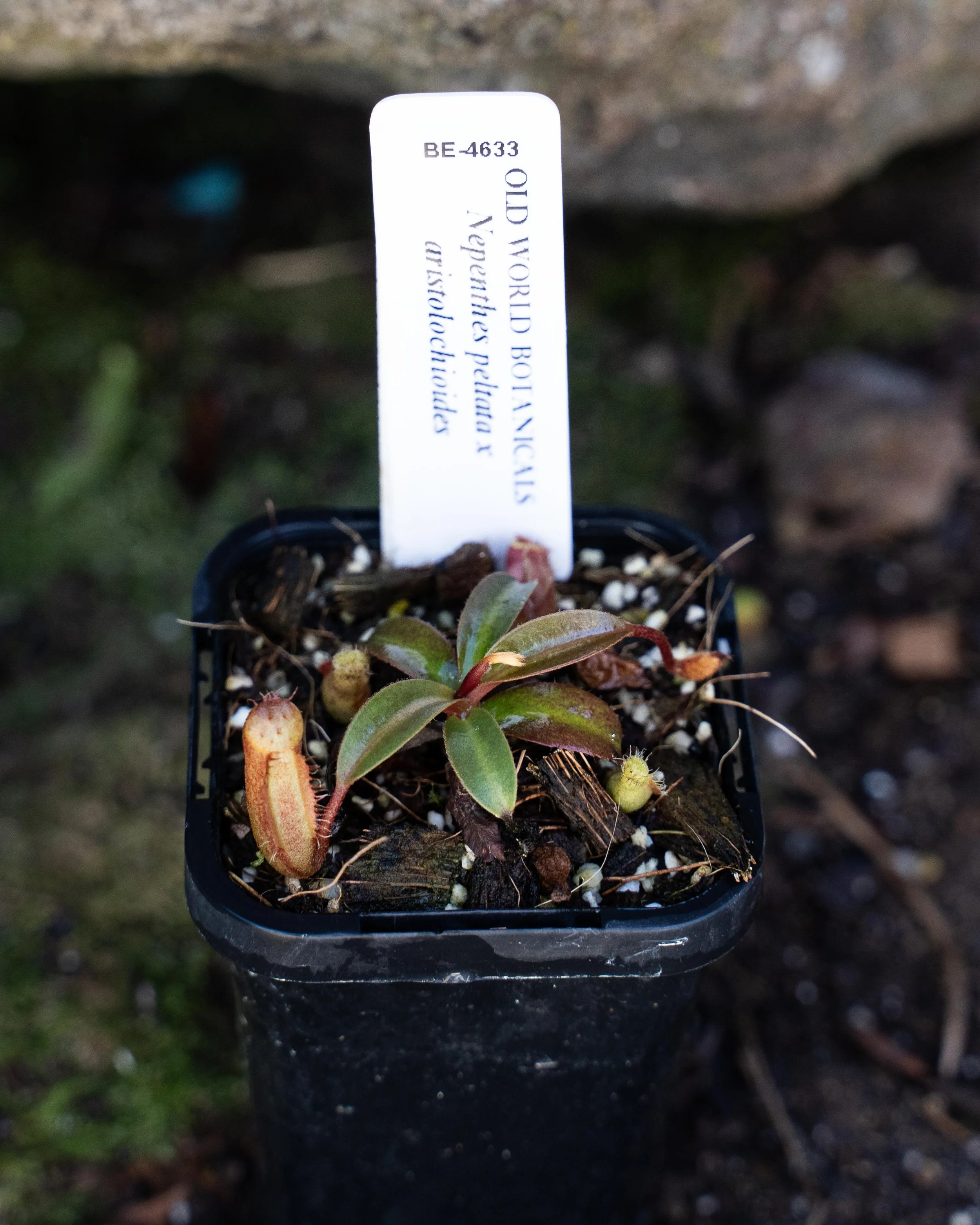 N. peltata x aristolochioides (BE-4633)