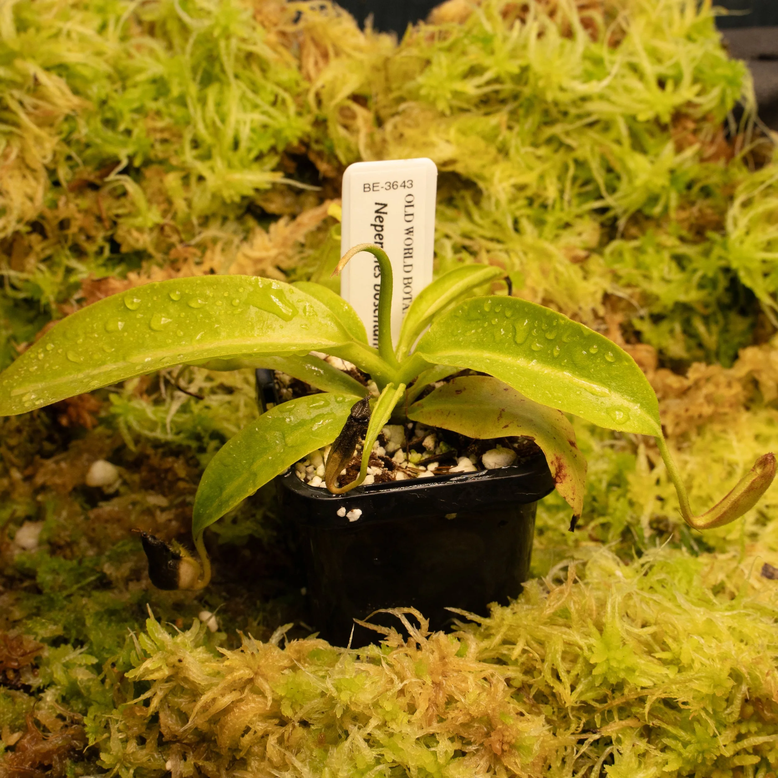 BE-3643 boschiana.jpg