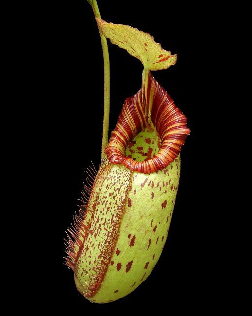 N. robcantleyi x (aristolochioides x spectabilis)