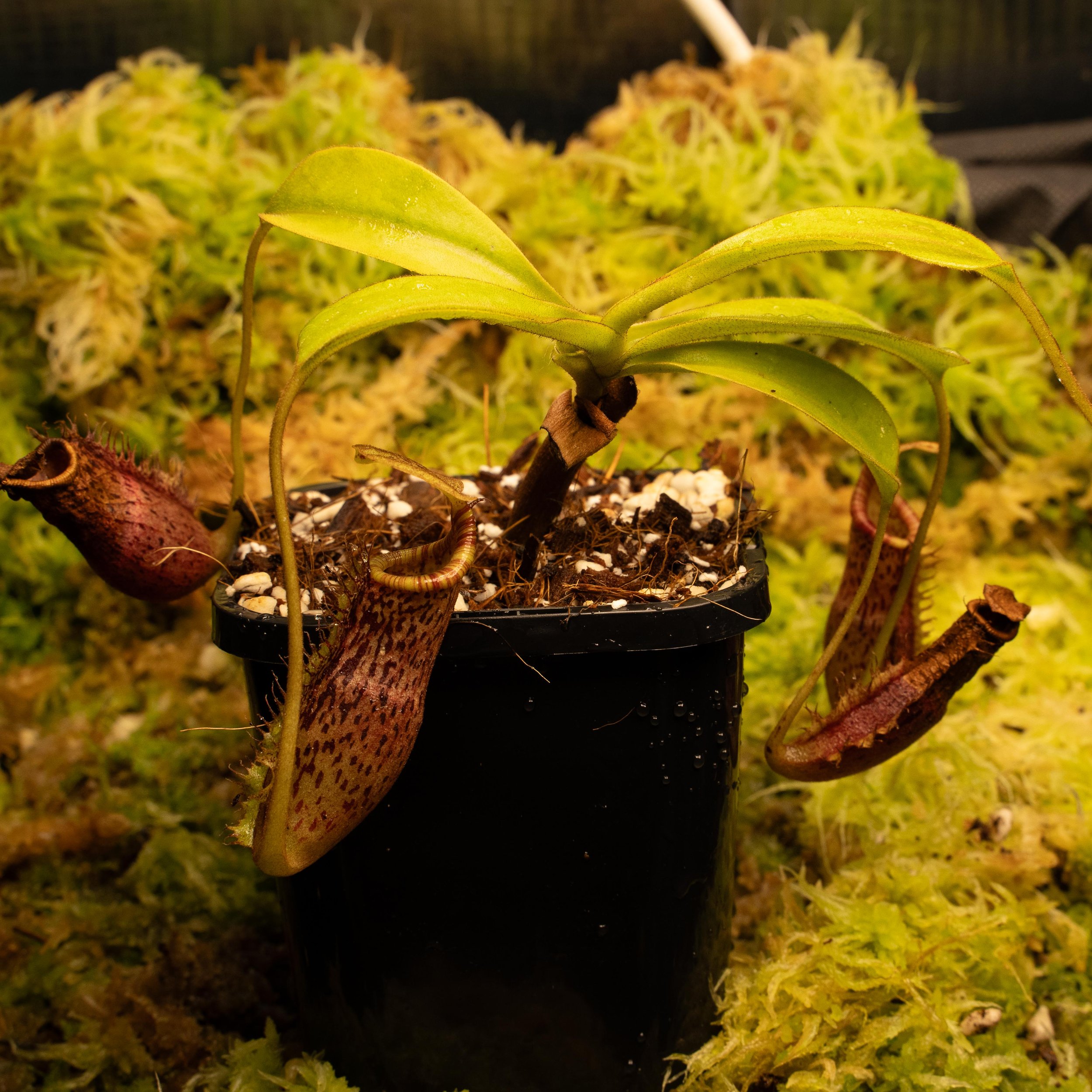 lowii vent plat 2-02195.jpg