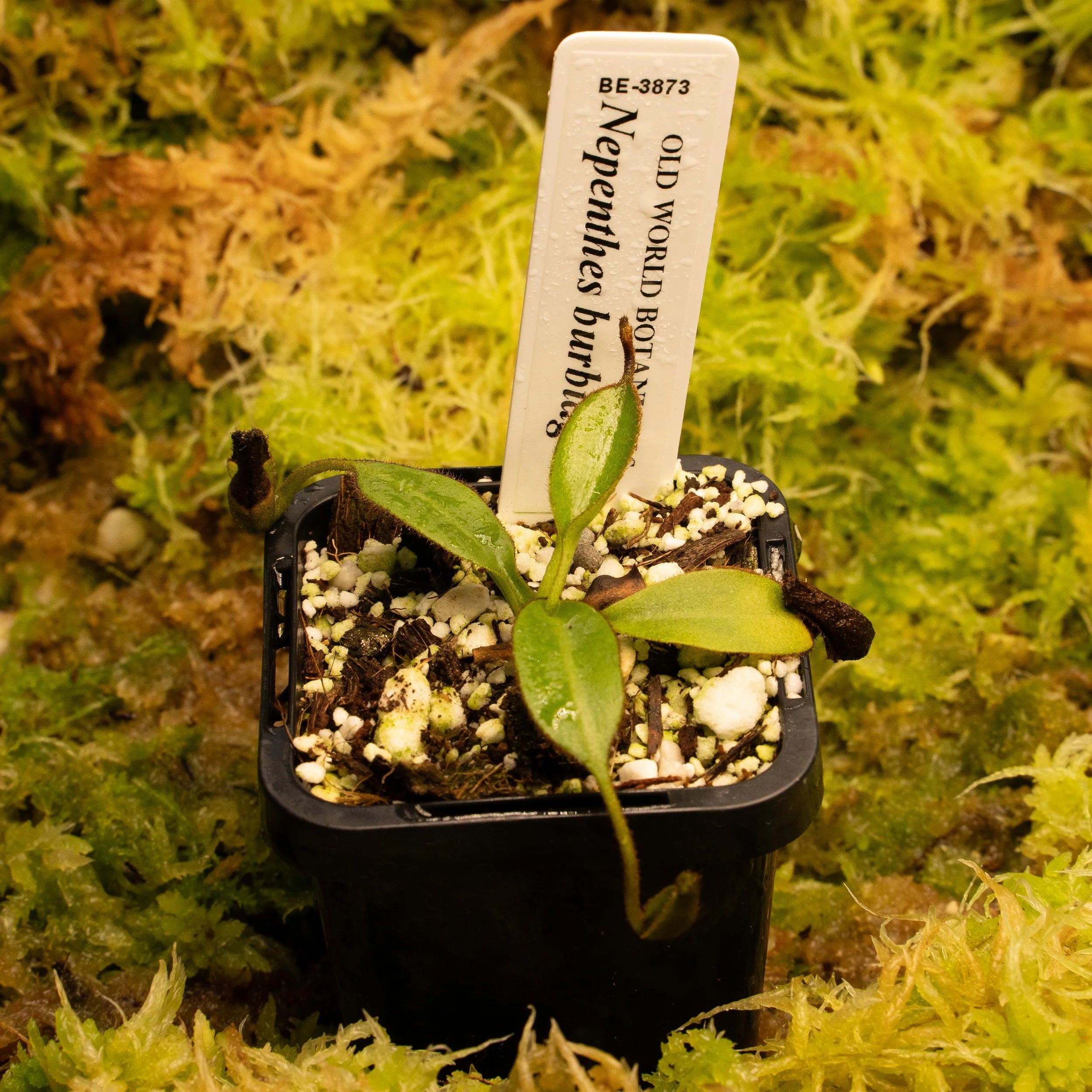 BE-3873 burb-02131.jpg