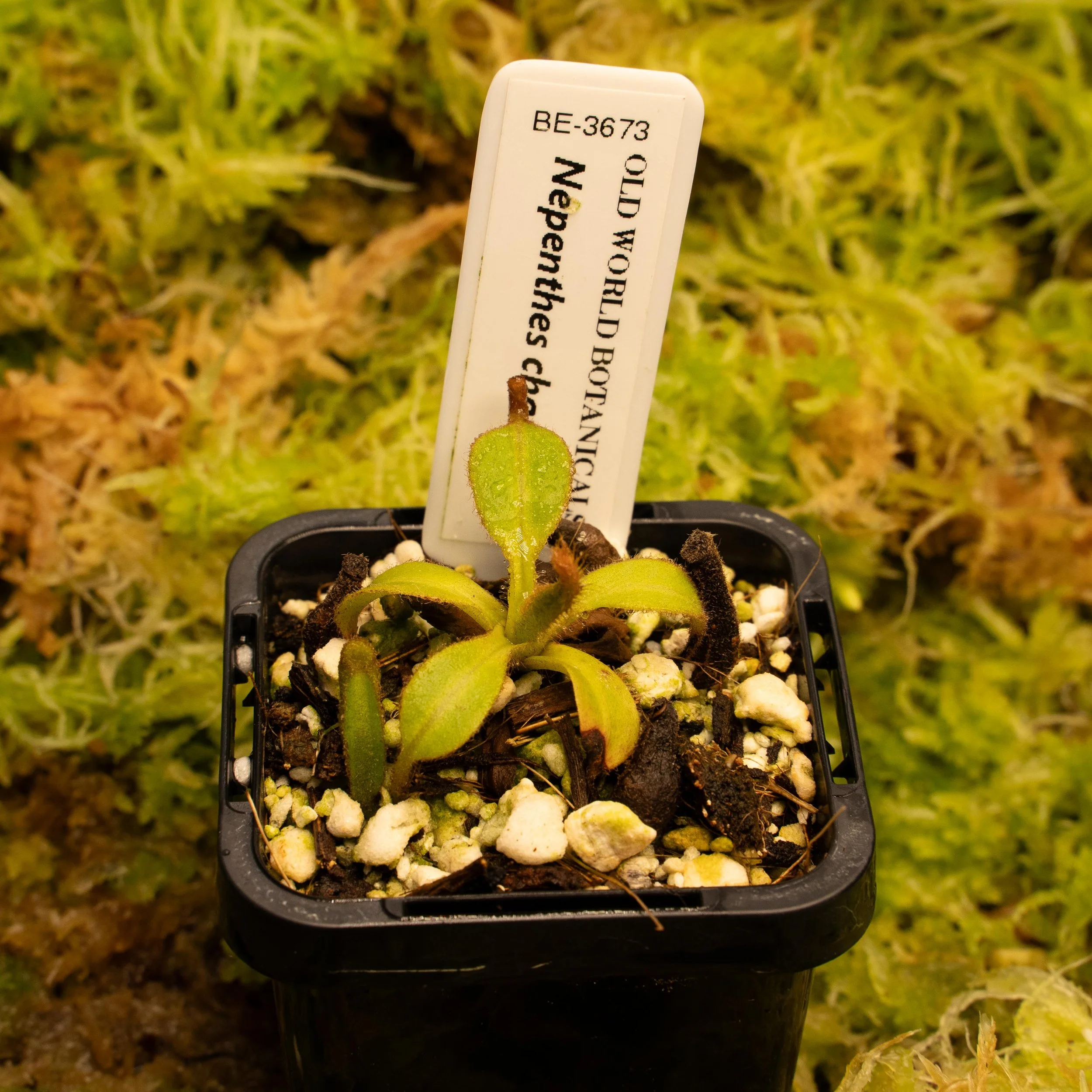 BE-3673 chaniana-02118.jpg