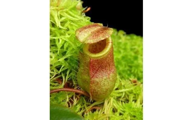 N. sibuyanensis x attenboroughii (BE-4579)