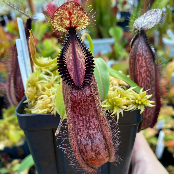 Screenshot 2026-04-18 at 21-32-33 Instagram.png