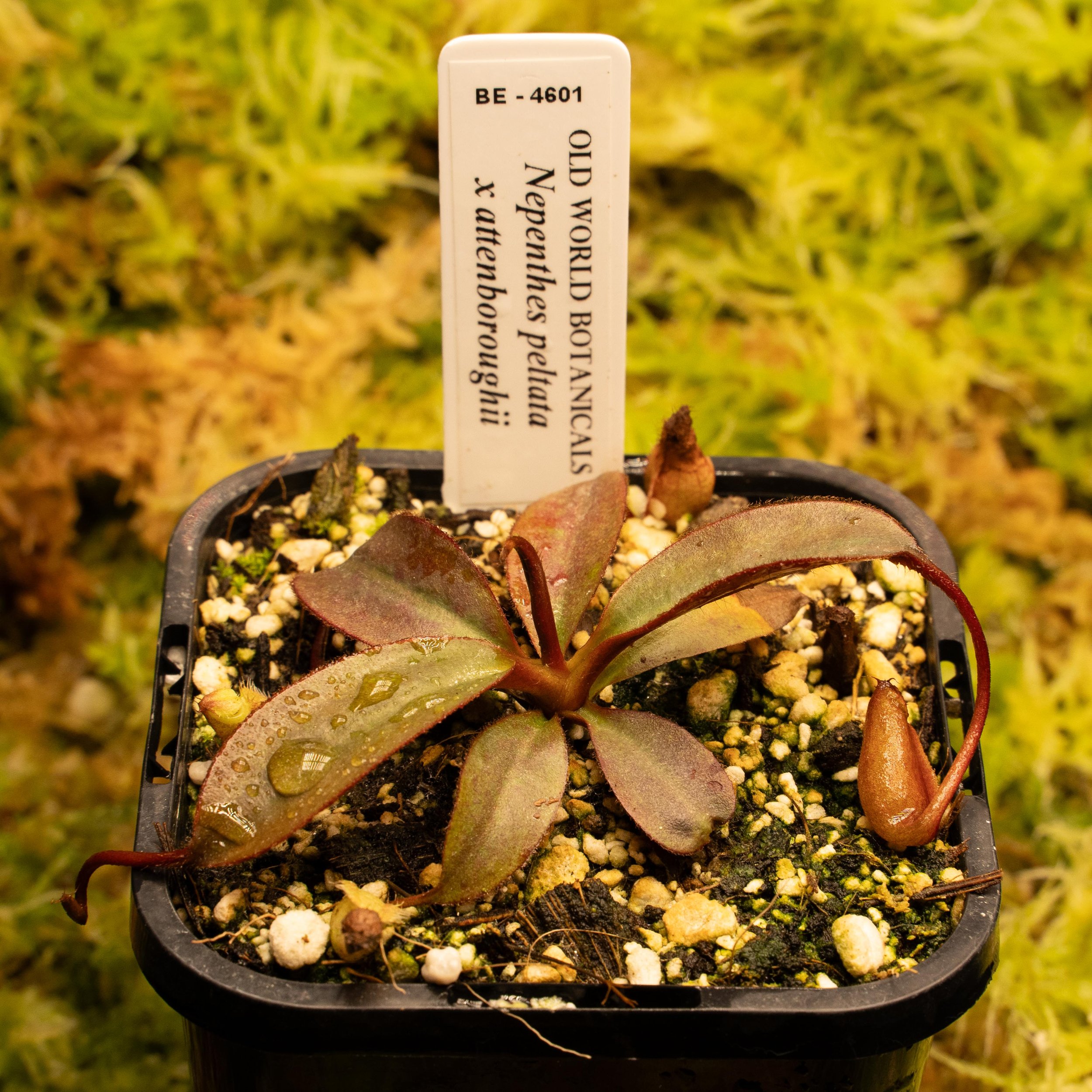 BE-4601 - pelt atten-02166.jpg