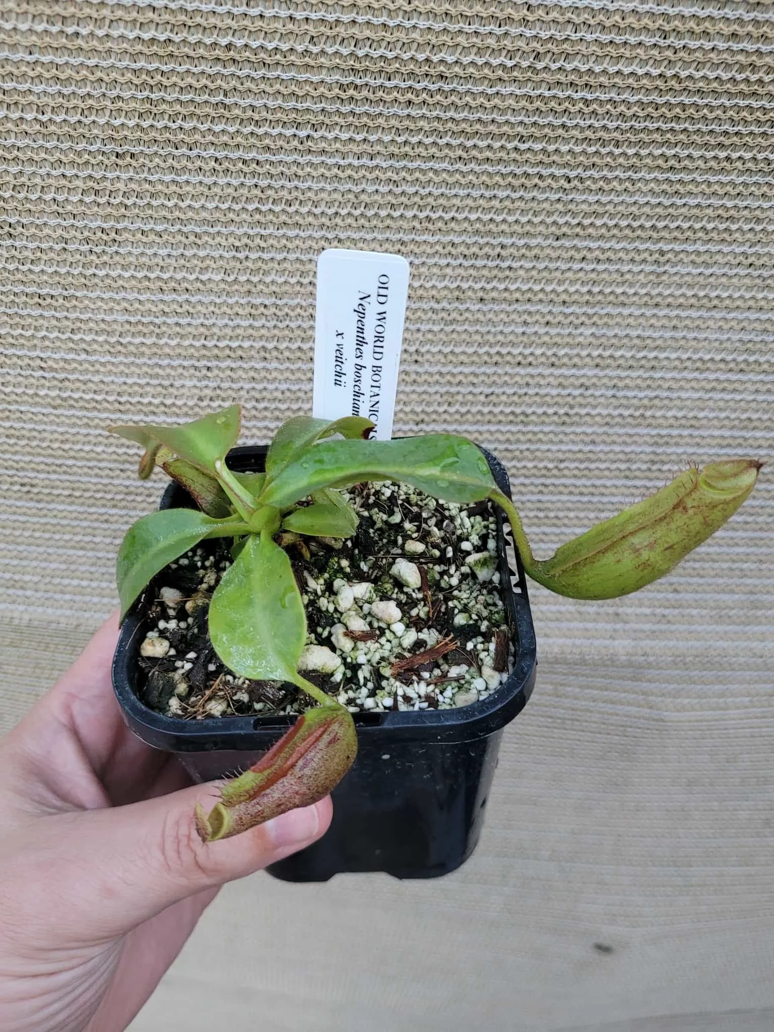 N. boschiana x veitchii