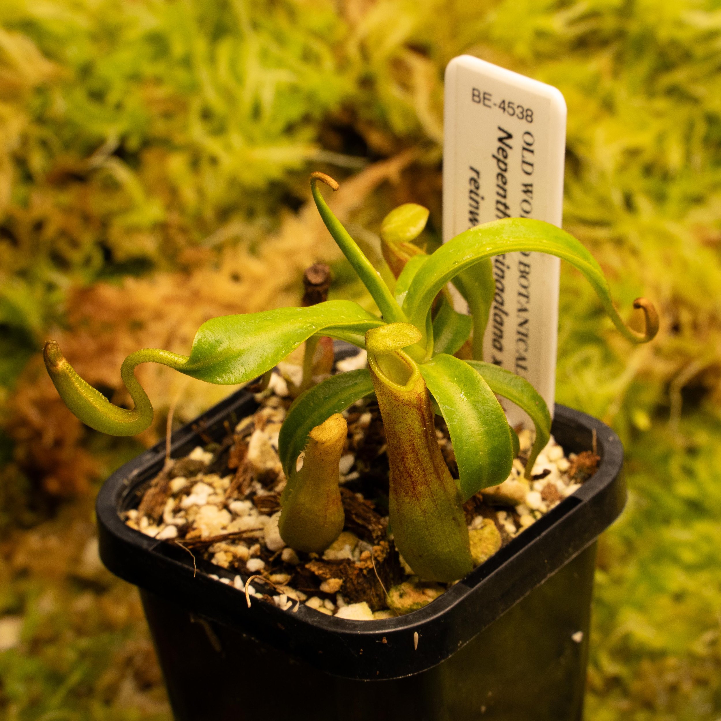 BE-4538 - sing rein-02148.jpg