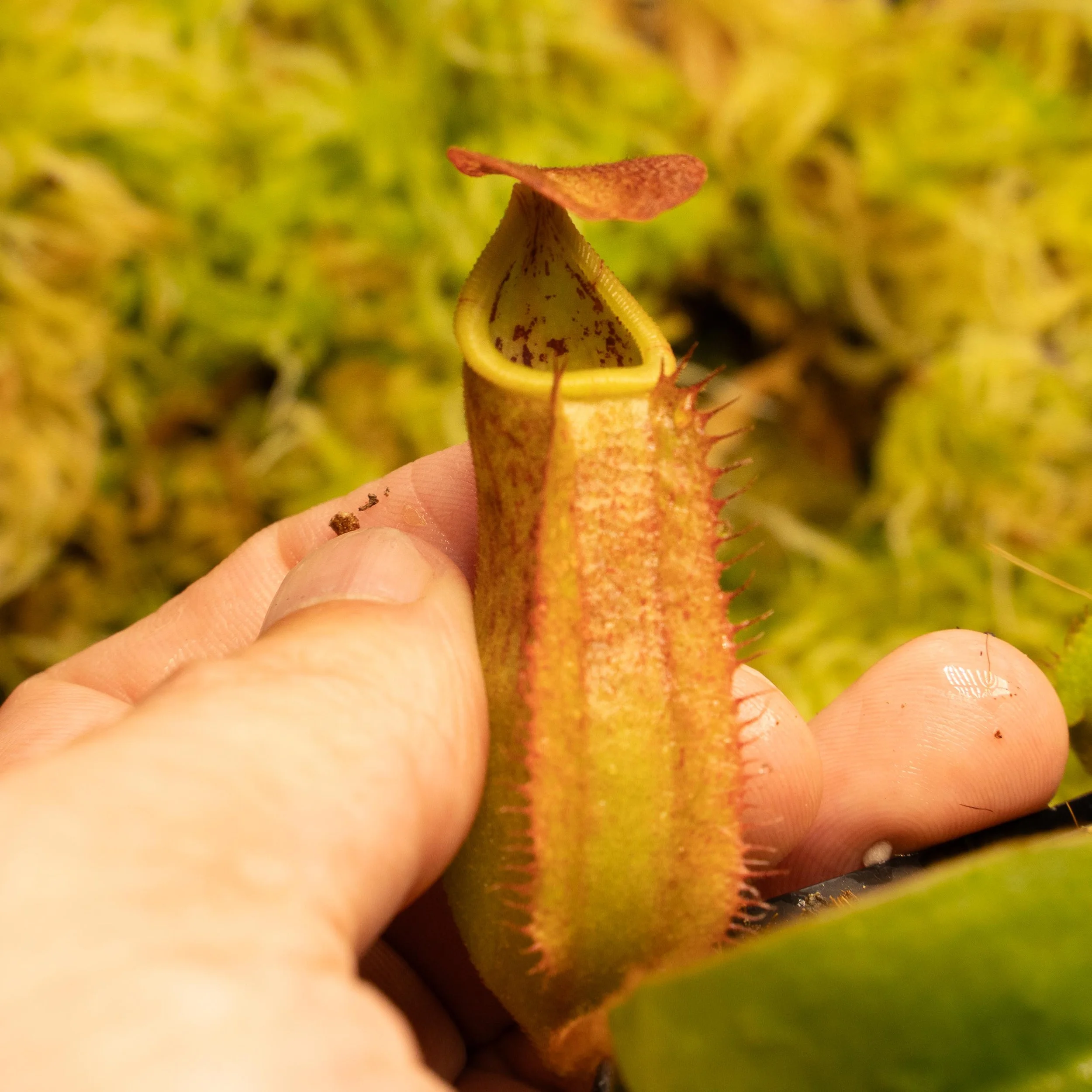 N. bokorensis x veitchii