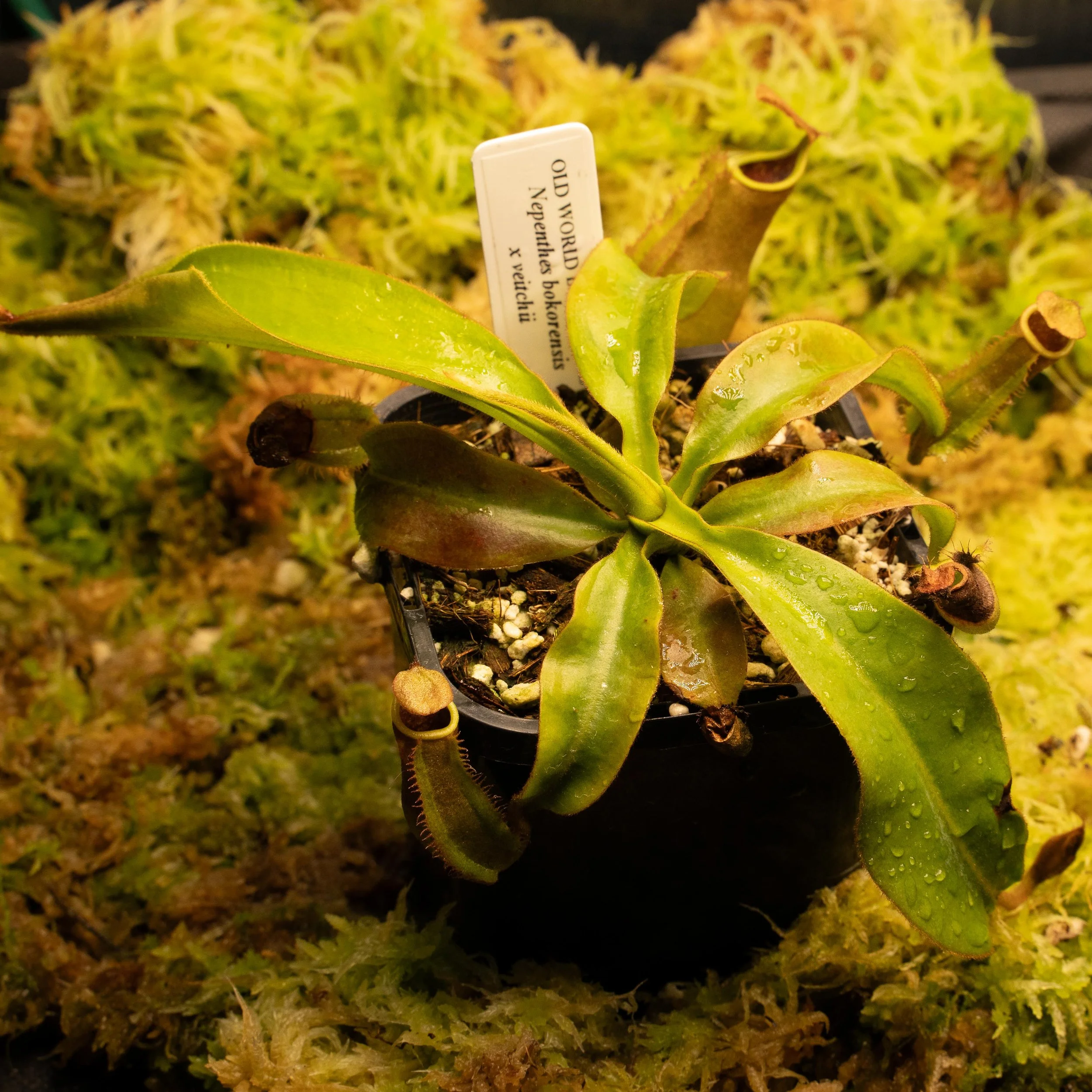 bok veitchii-02182.jpg