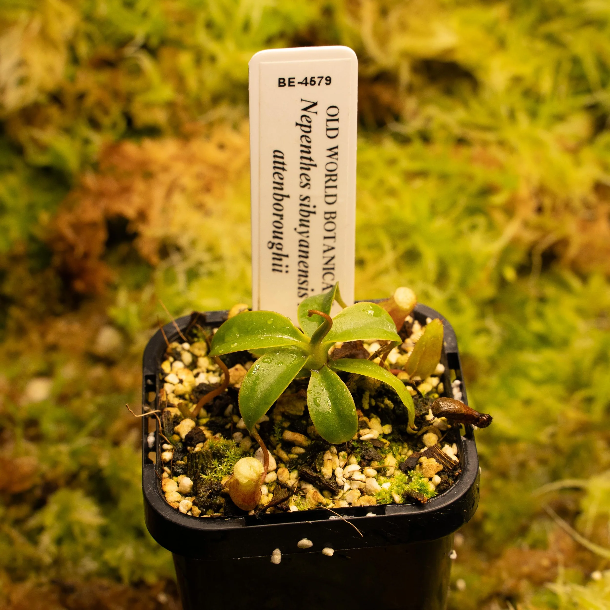 BE-4679 sib atten-02162.jpg