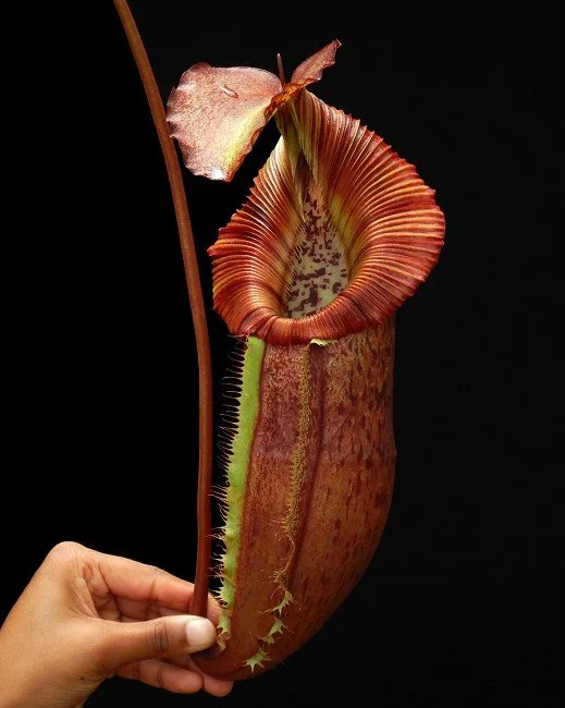 N. singalana x (burbidgeae x edwardsiana)