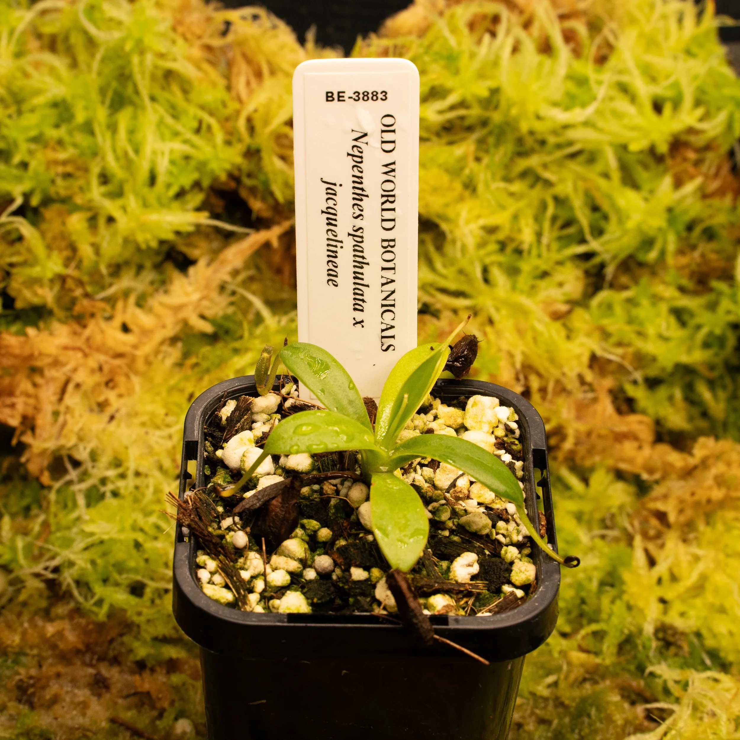 BE-3883 - spath jac-02145.jpg