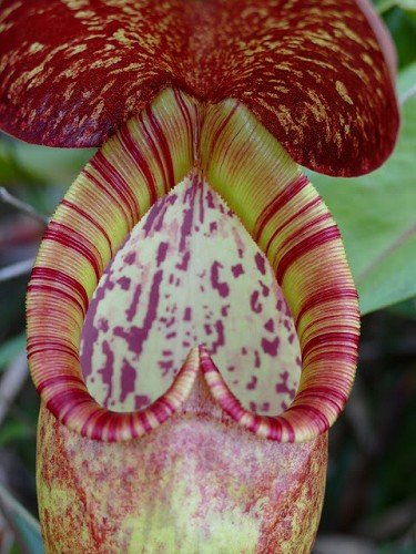 N. bokorensis (BE-4518)