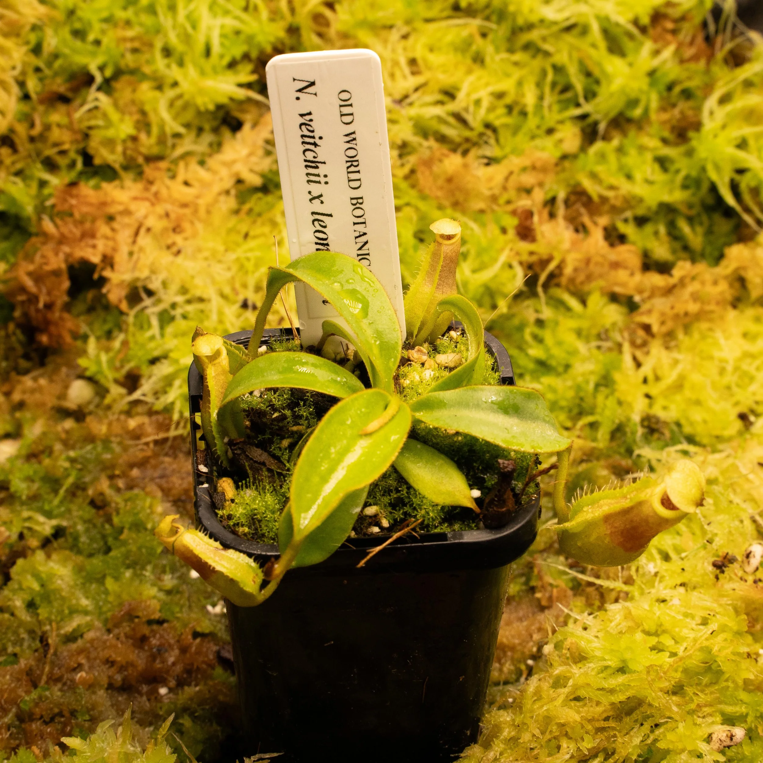 N. veitchii x leonardoi