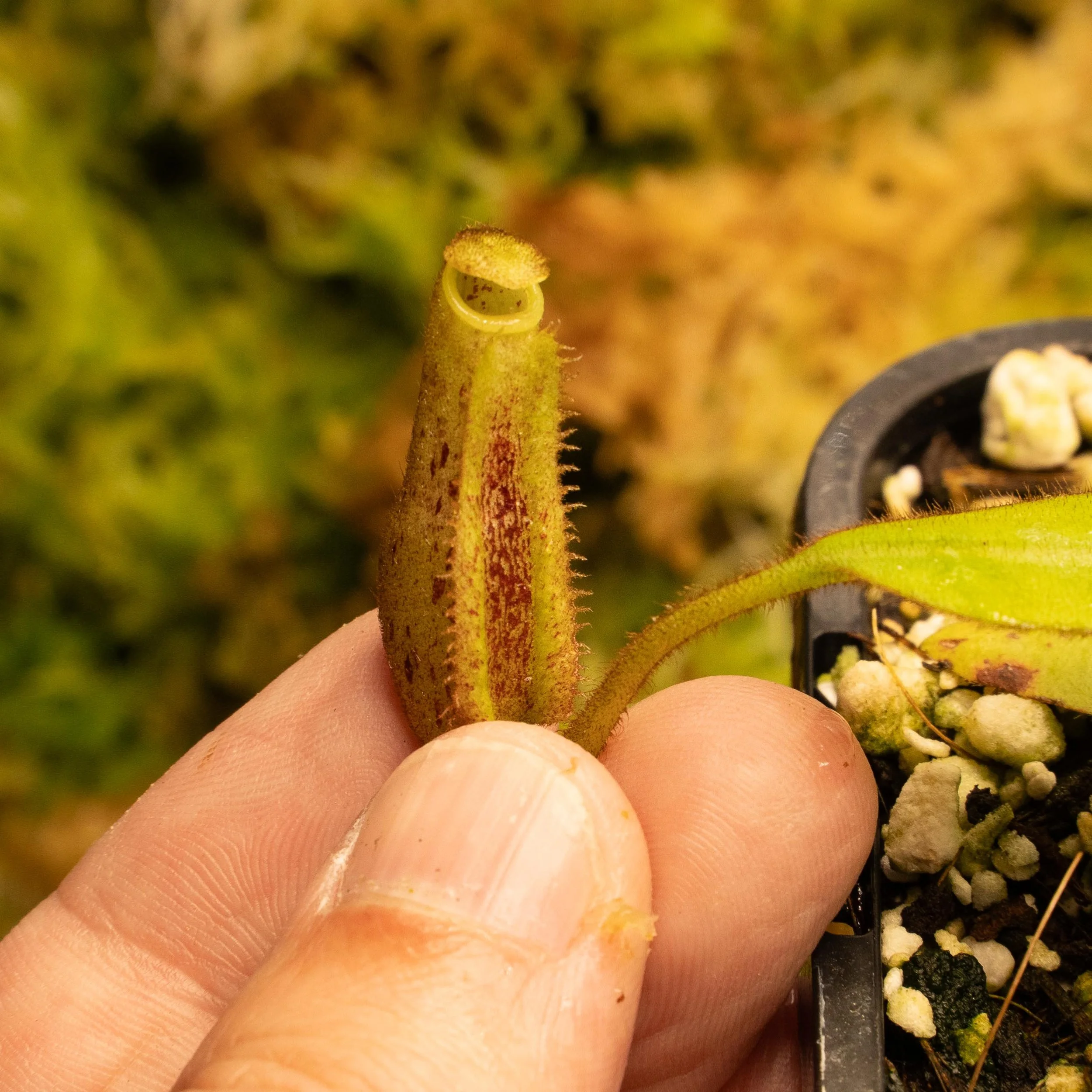 BE-3886 burb platy2-02152.jpg