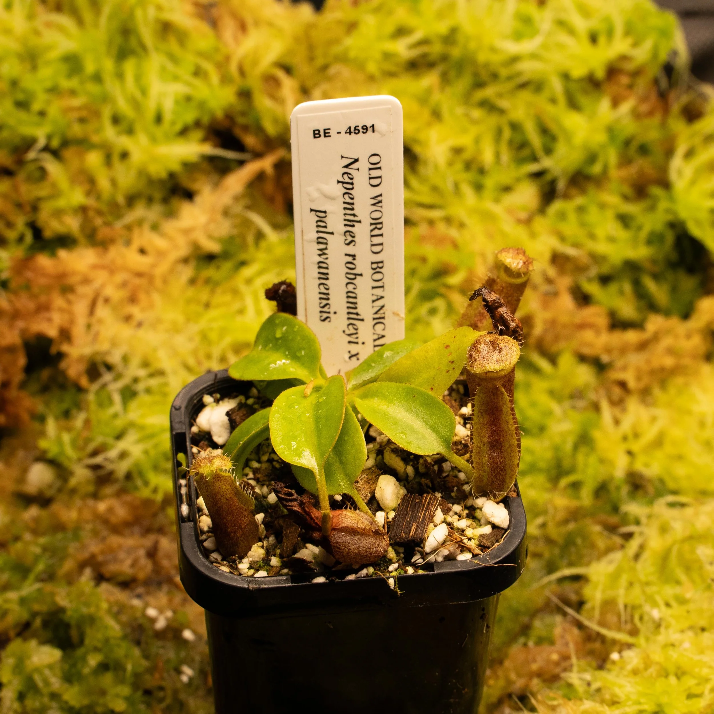 BE-4691 rob pala-02164.jpg