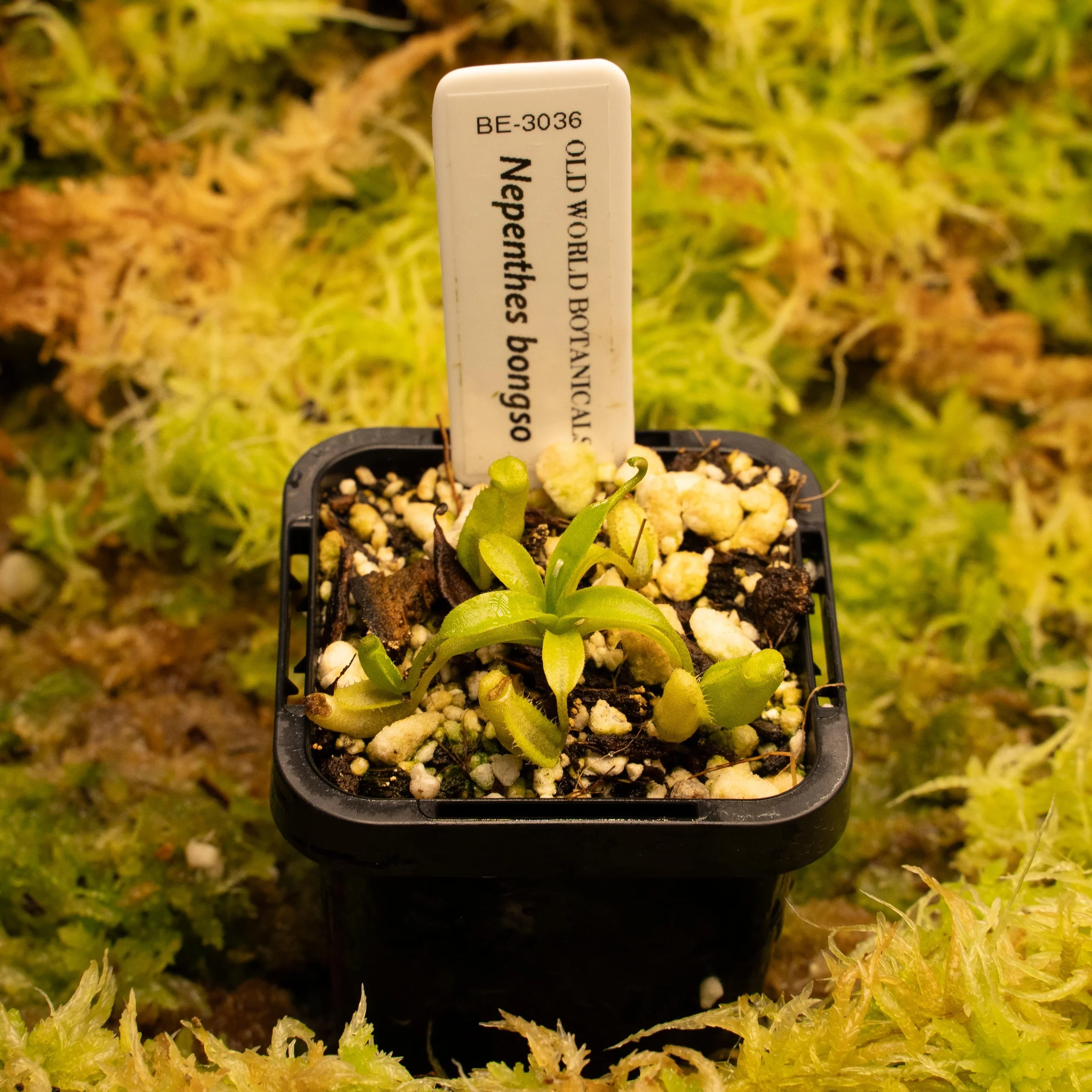 BE-3036 bongso-02128.jpg