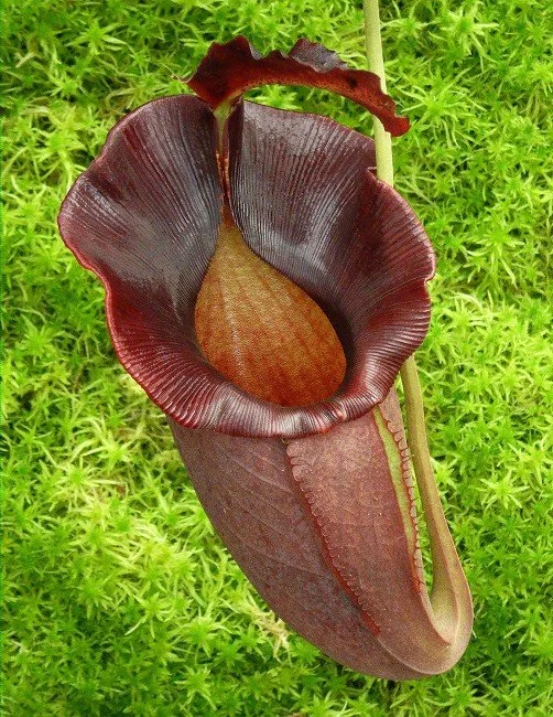 N. spathulata x jacquelinea (BE-3894)