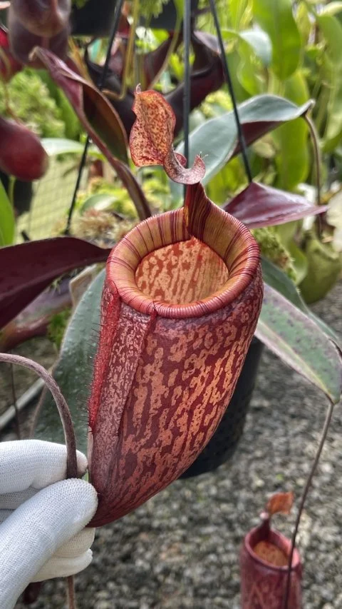 N. peltata x attenboroughii (BE-4601)