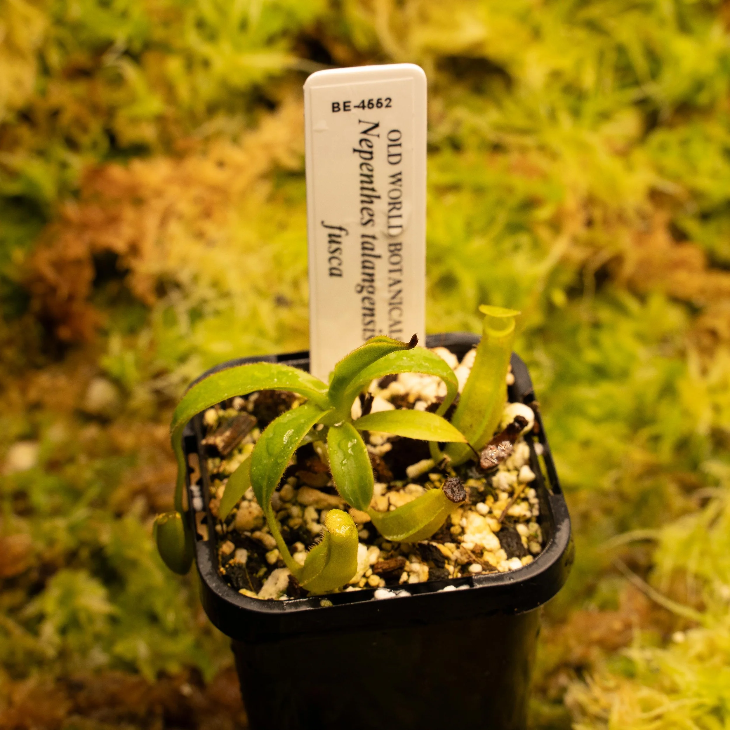 BE-4662 tal fusc-02161.jpg