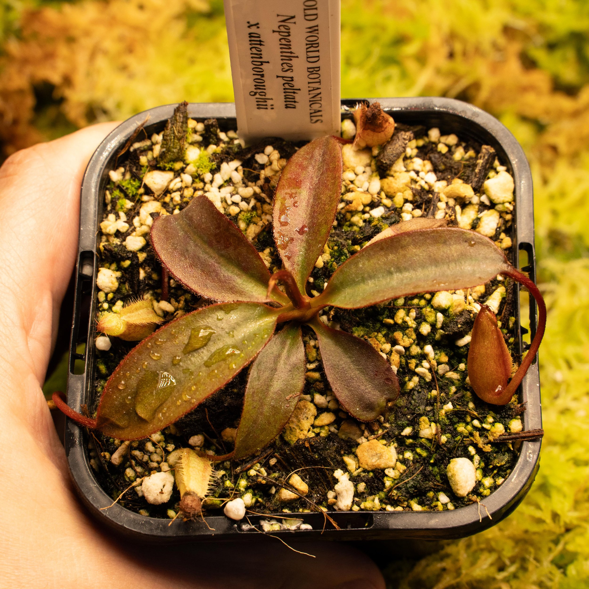 BE-4601 - pelt atten 2-02169.jpg