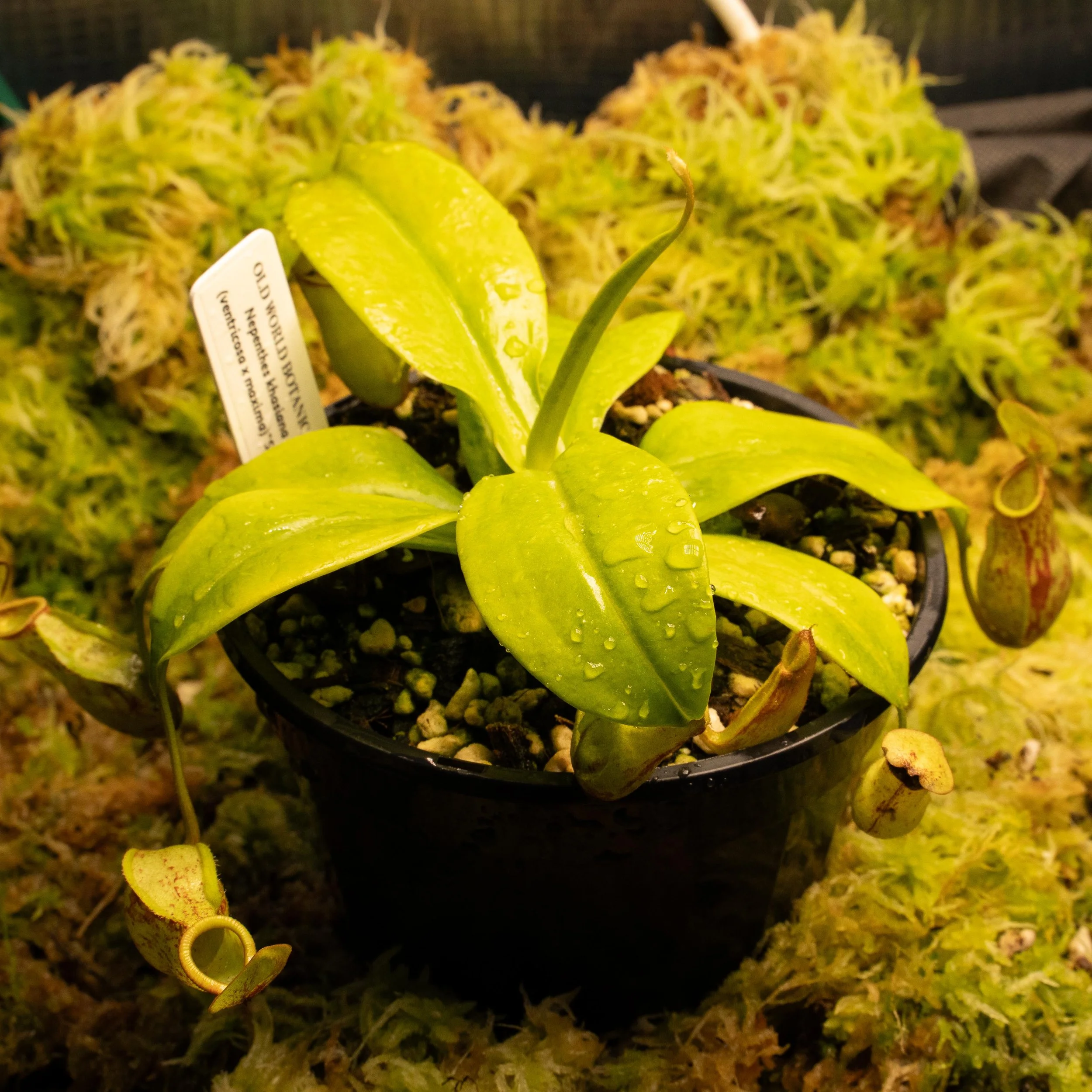 N. khasiana x (ventricosa x maxima) - AKA Nepenthes 'gaya'