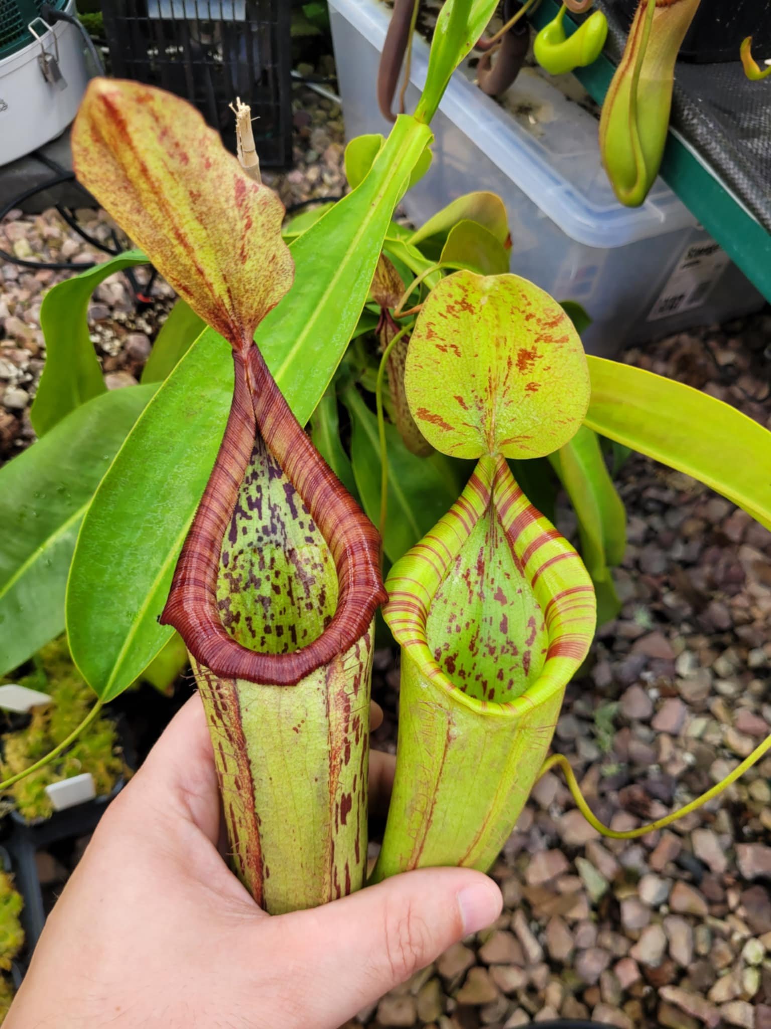 Nepenthes 'Miranda' (N. maxima x northiana)
