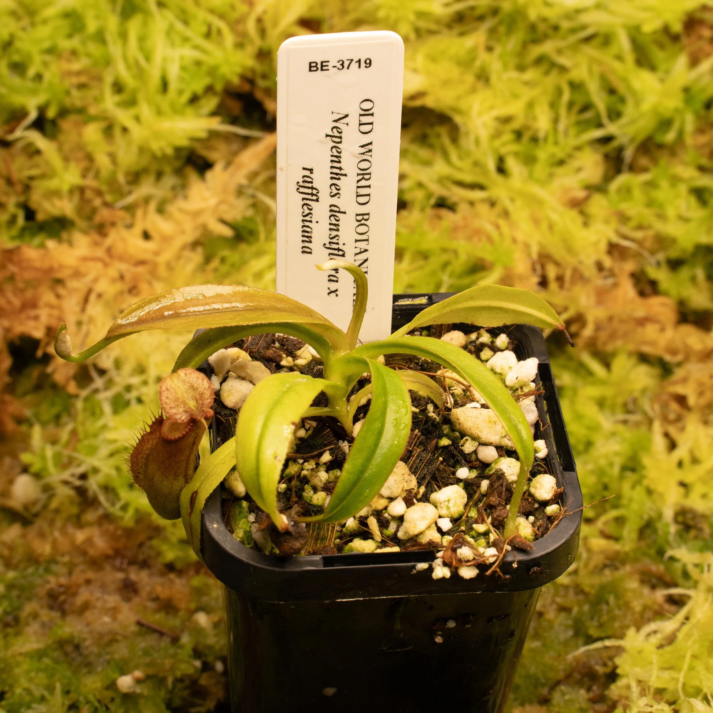 BE-3719 dens raff-02139.jpg