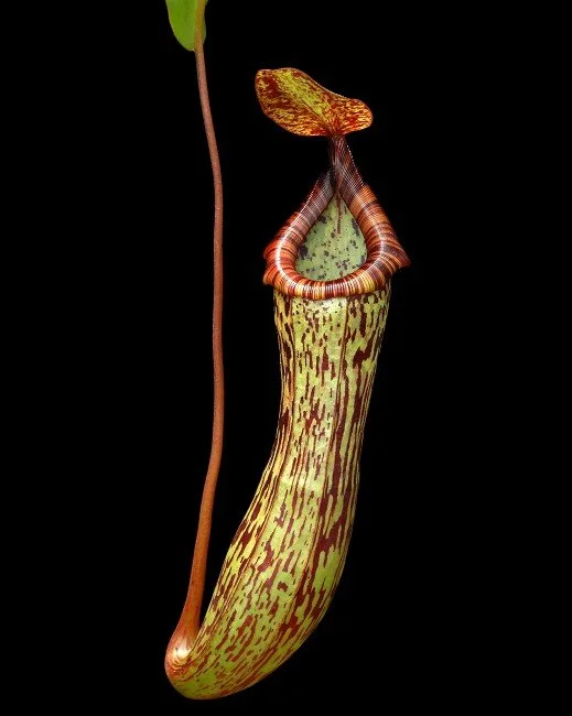 N. vogelii x ventricosa