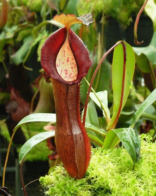 N. ramispina x singalana (BE-3829)