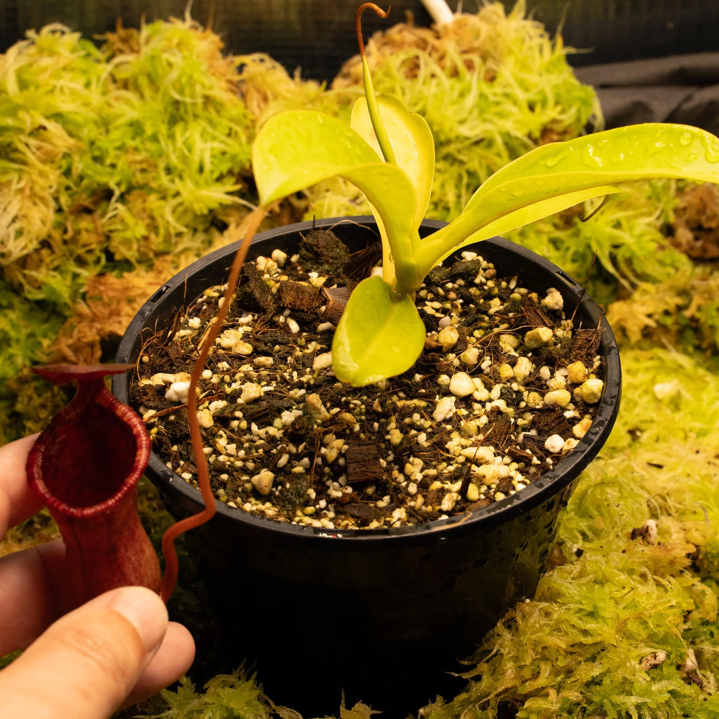 lowii x vent 2-02187.jpg