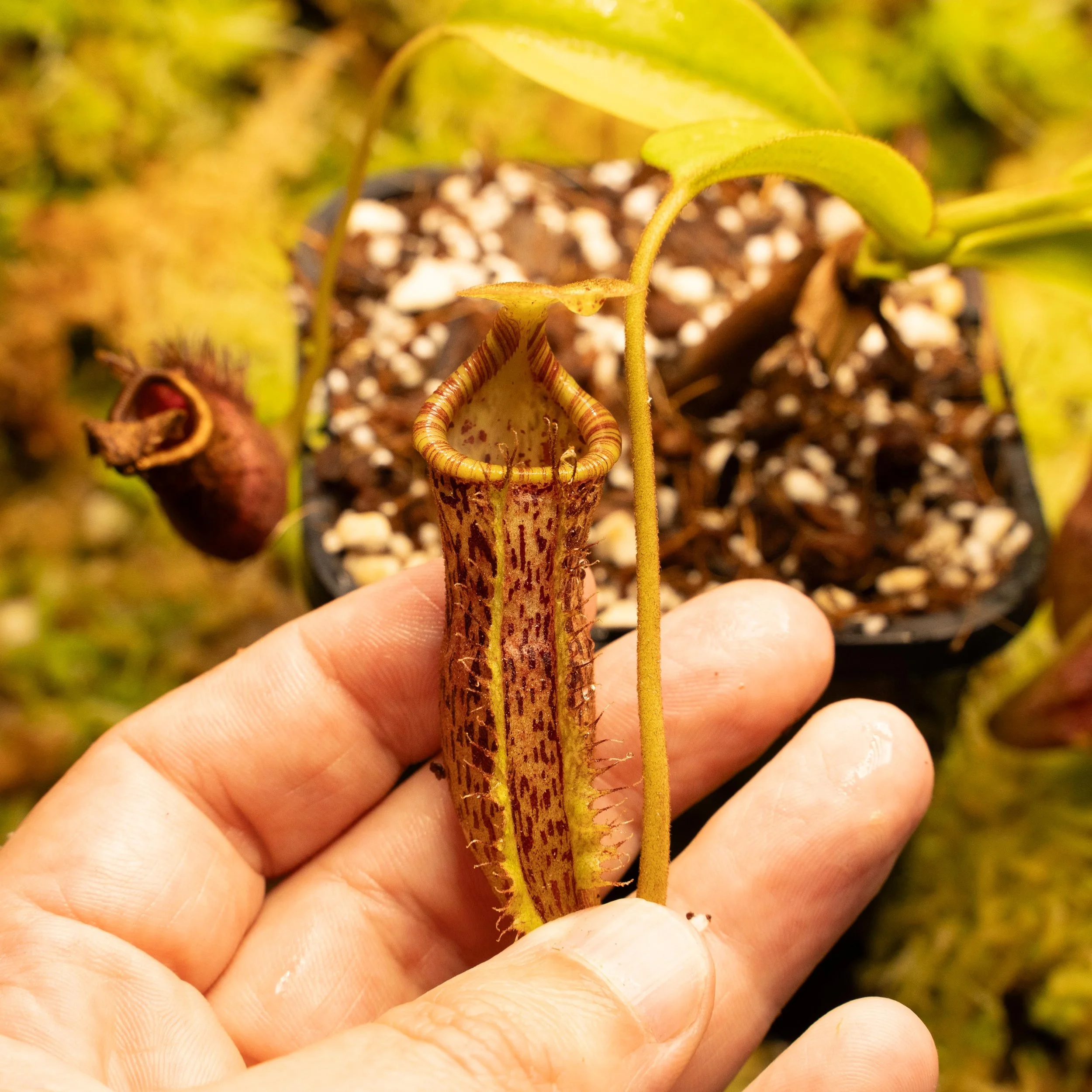 lowii vent plat-02194.jpg