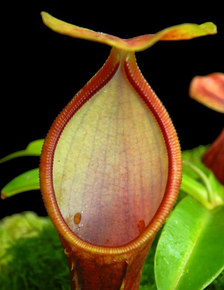 N. singalana x reinwardtiana (BE-4538)