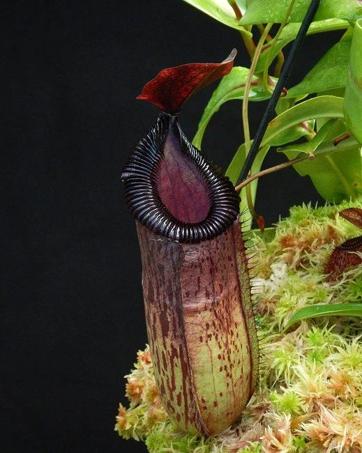 N. sibuyanensis x hamata