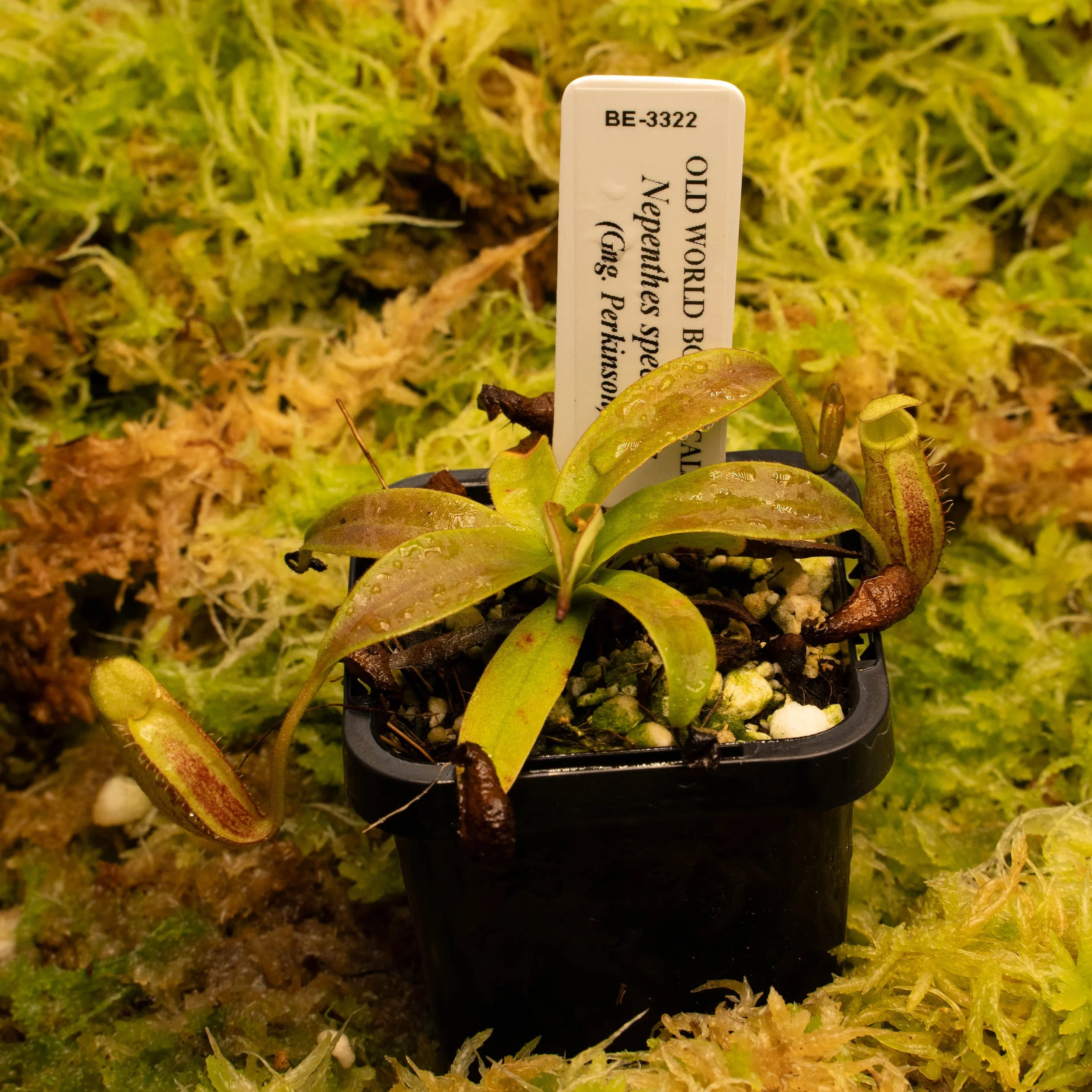 BE-3322 spec (gng perk).jpg