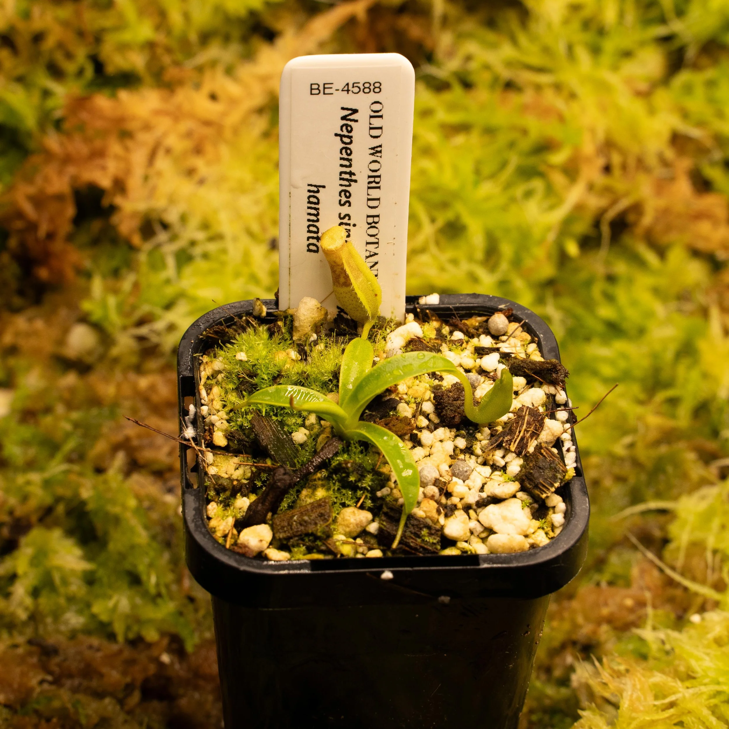 BE-4588 sing ham-02163.jpg