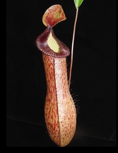 N. ventricosa x hamata