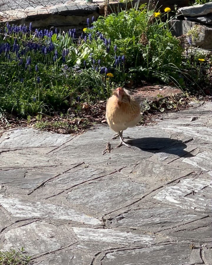 When you don&rsquo;t have any chickens, but one of the neighbour&rsquo;s hens visits regularly, sometimes several times per day, and leaves behind pretty green eggs.

#villagelife #chickens #backyardchickens #greeneggs