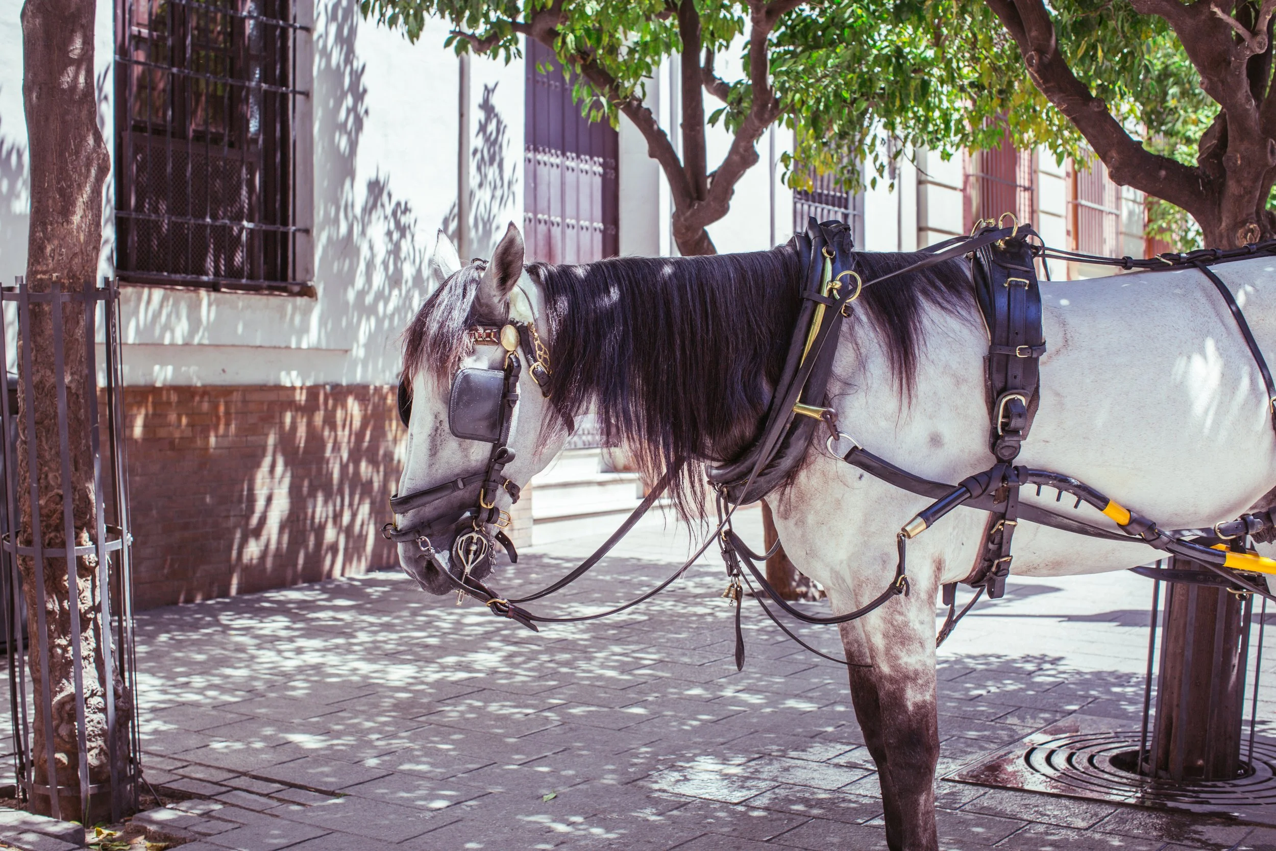 sevilla (1 of 1).jpg