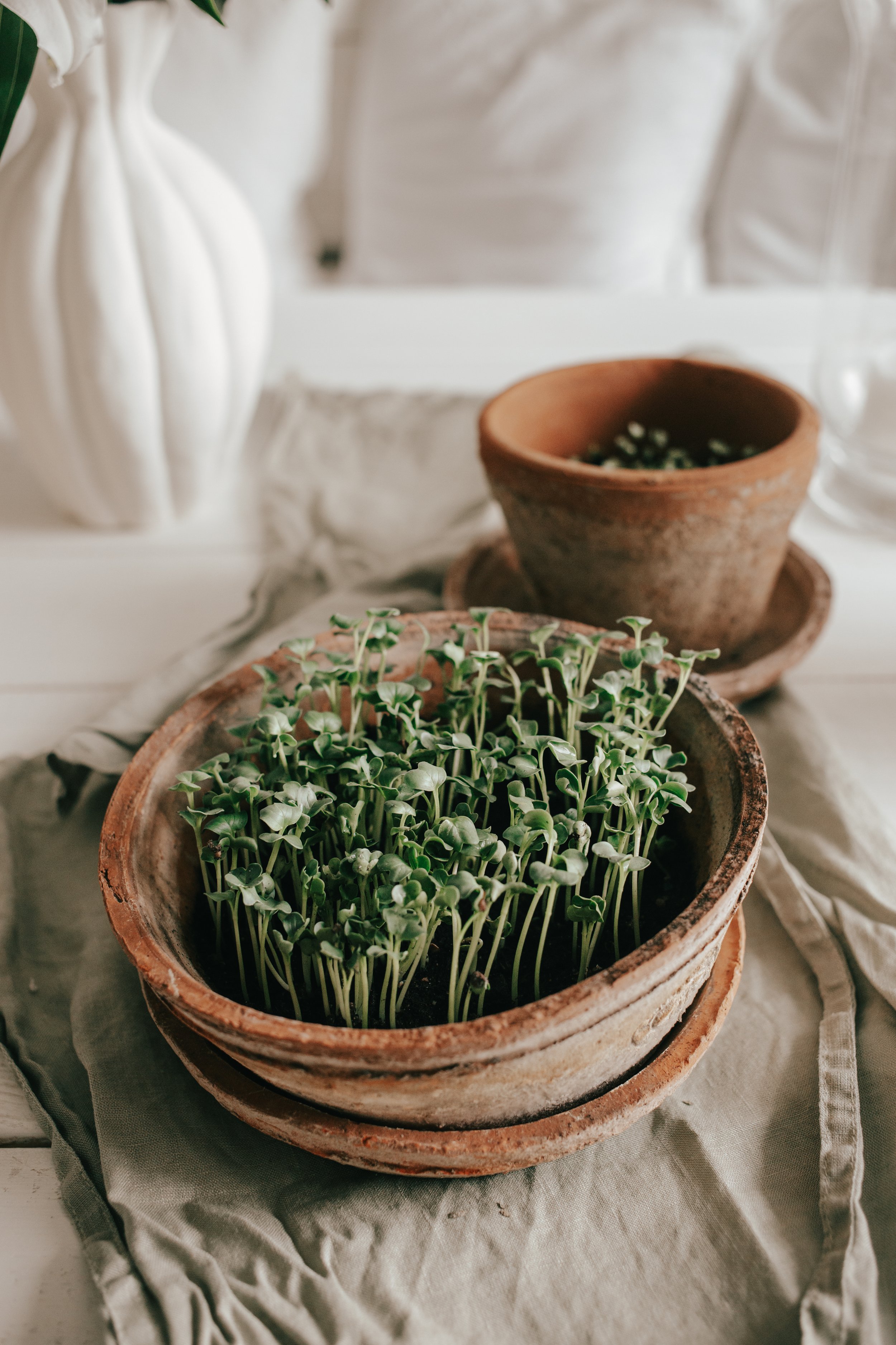 Green daikon (itävät siemenet)