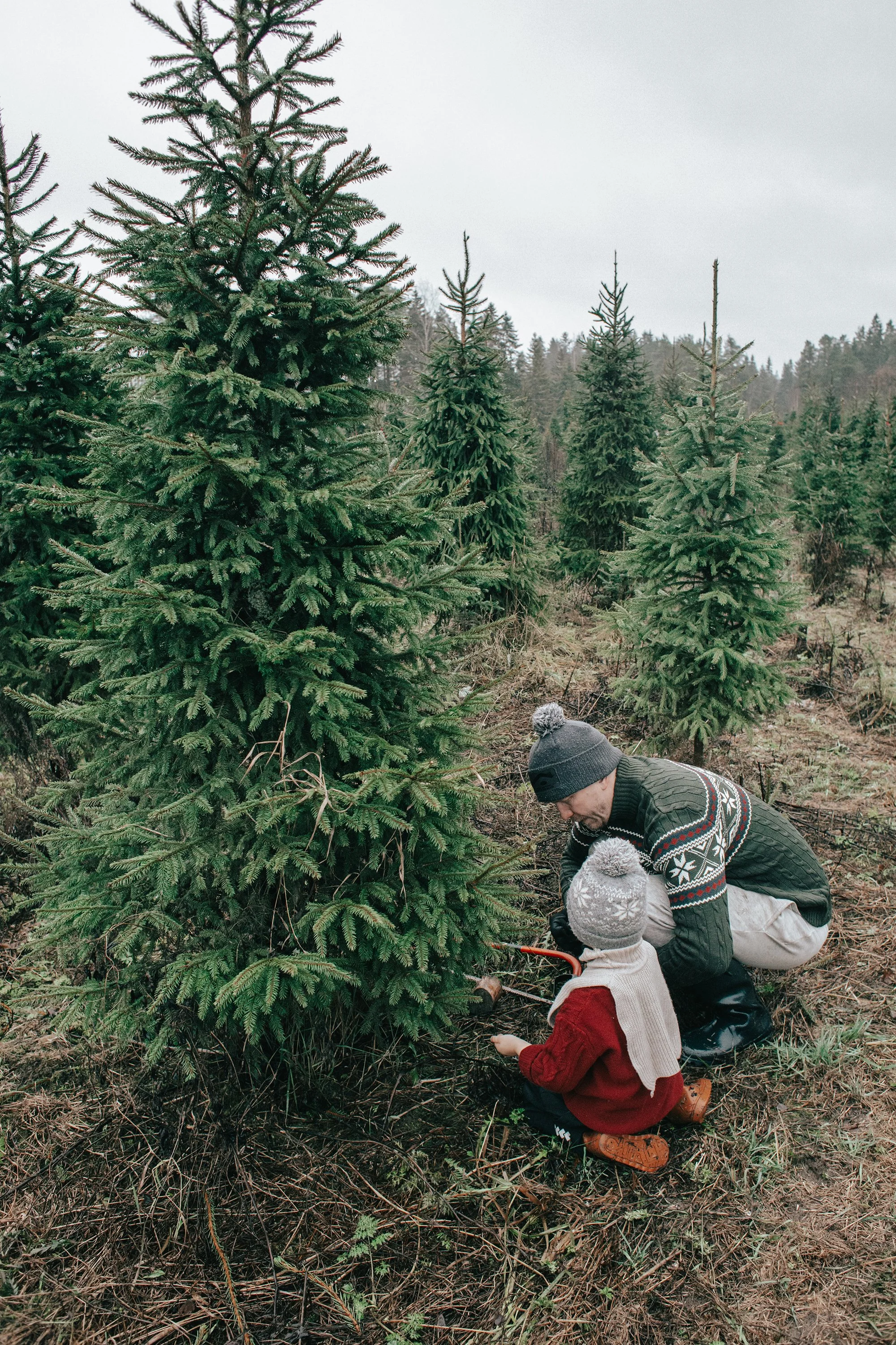 tree1.jpg