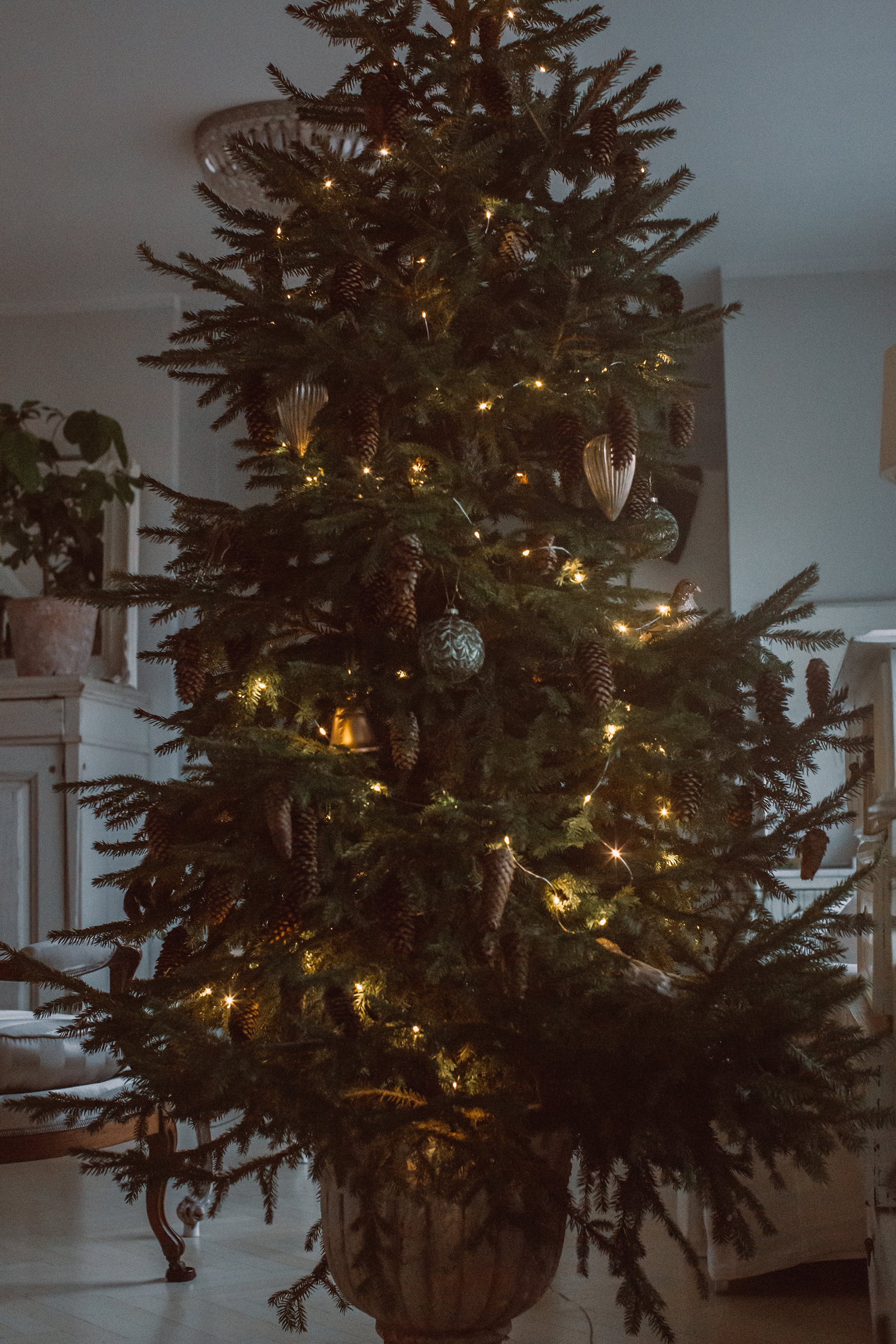 tree4.jpg