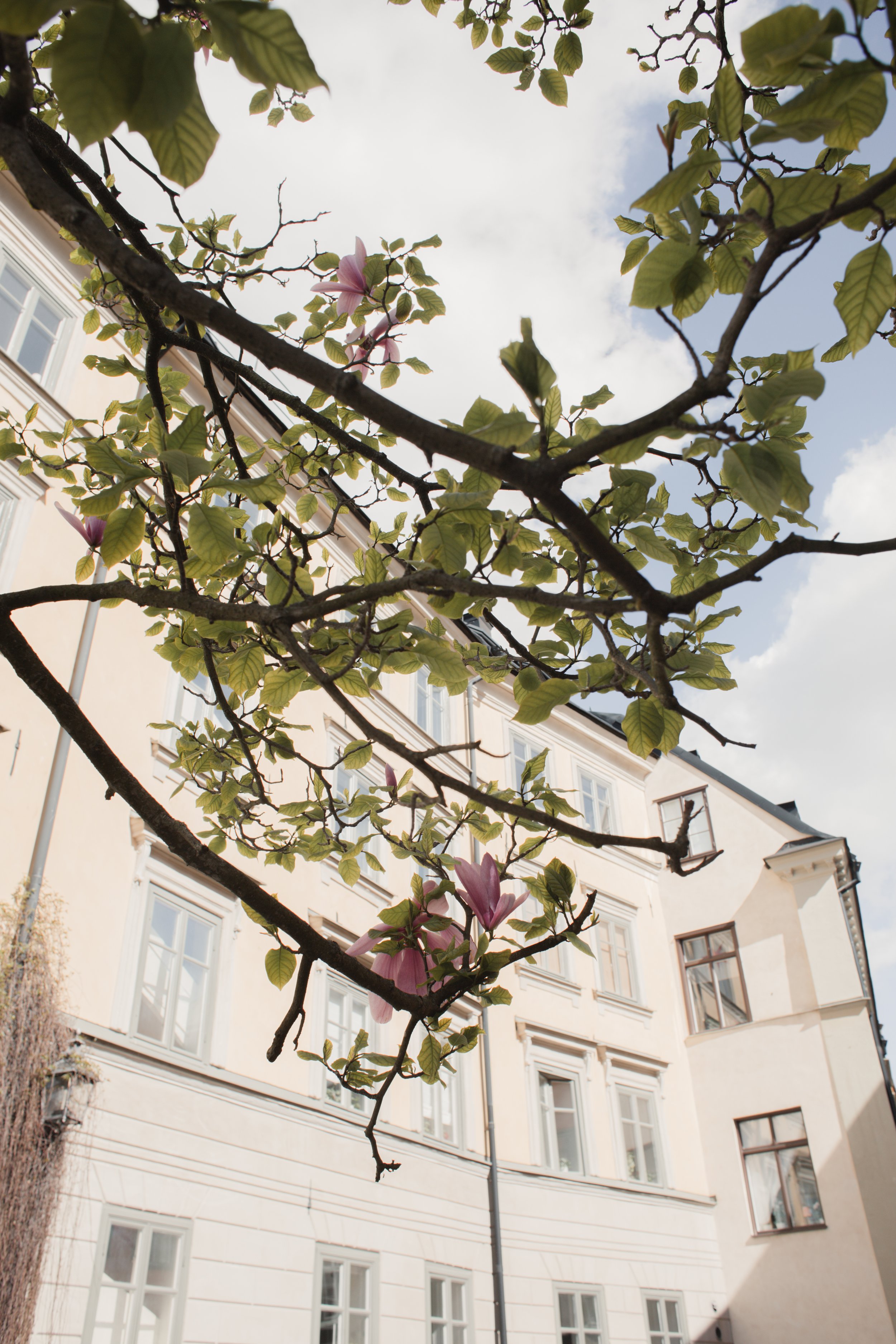 magnolia trees in the old town