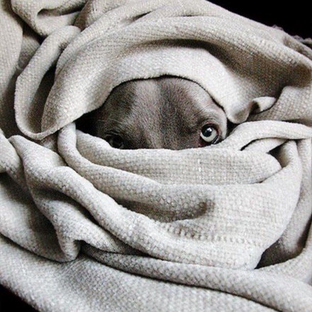 The design doesn&rsquo;t stop... 🛋️✨ Bring on the pets! 🐾

Designing for pets is one of the most exciting and joyful challenges! 🎨🐶🐱 It&rsquo;s no wonder that creating spaces and finding cool products for our furry family members is more popular