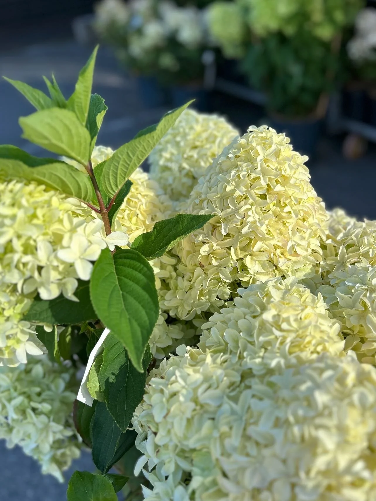 Stort utvalg syrinhortensia! P&aring;fyll av nye flotte planter (-30%!) og fortsatt mange igjen til -50% (som blir like fine neste &aring;r 😉) Hva med en blomstrende hekk? 🌸 #syrinhortensia #hagesenter #hagelandkjeden #oddernesgartneri