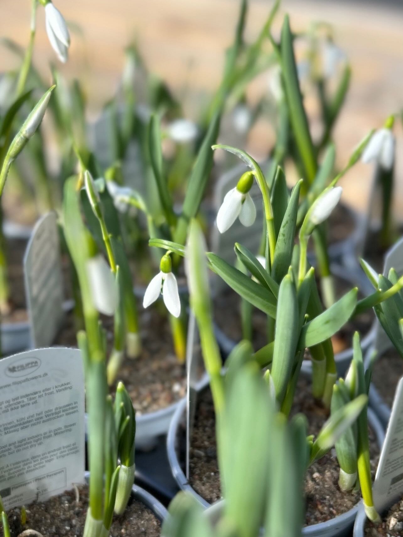 V&aring;ren er her! ☀️ Endelig! 🌸 #v&aring;r #spring #p&aring;skelilje #ranunkel #sn&oslash;klokke
