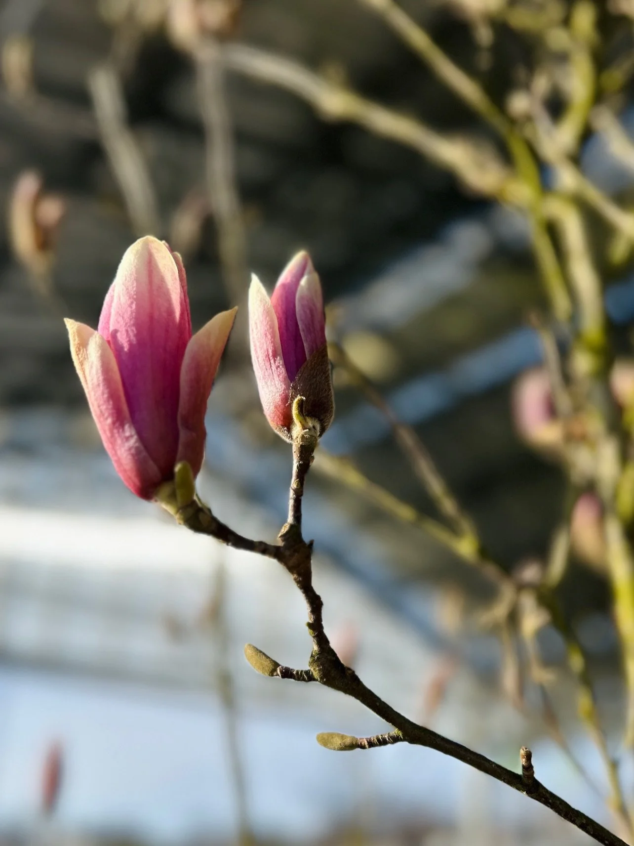 Mer enn bare planter 🌸 #vidyrkeropplevelsen