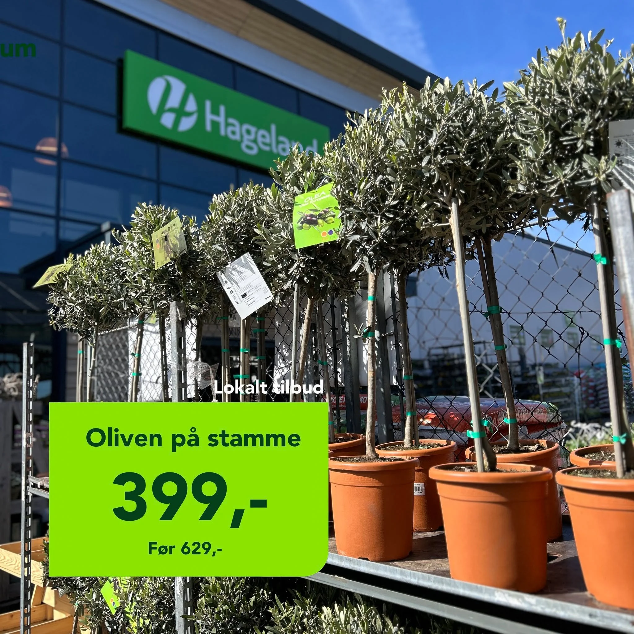 Mange gode tilbud denne uken 🌞
🌸 Oliven p&aring; stamme 399,- (f&oslash;r 629,-)
🌸 Rhododendron 299,- (veil 499,-)
🌸 Alle sitrusplanter -30%
🌸 V&aring;rblomstrende stauder 4 for 100,-
🌸 Isidra reclinersett SPAR 3000,- (f&oslash;r 9990,- n&aring