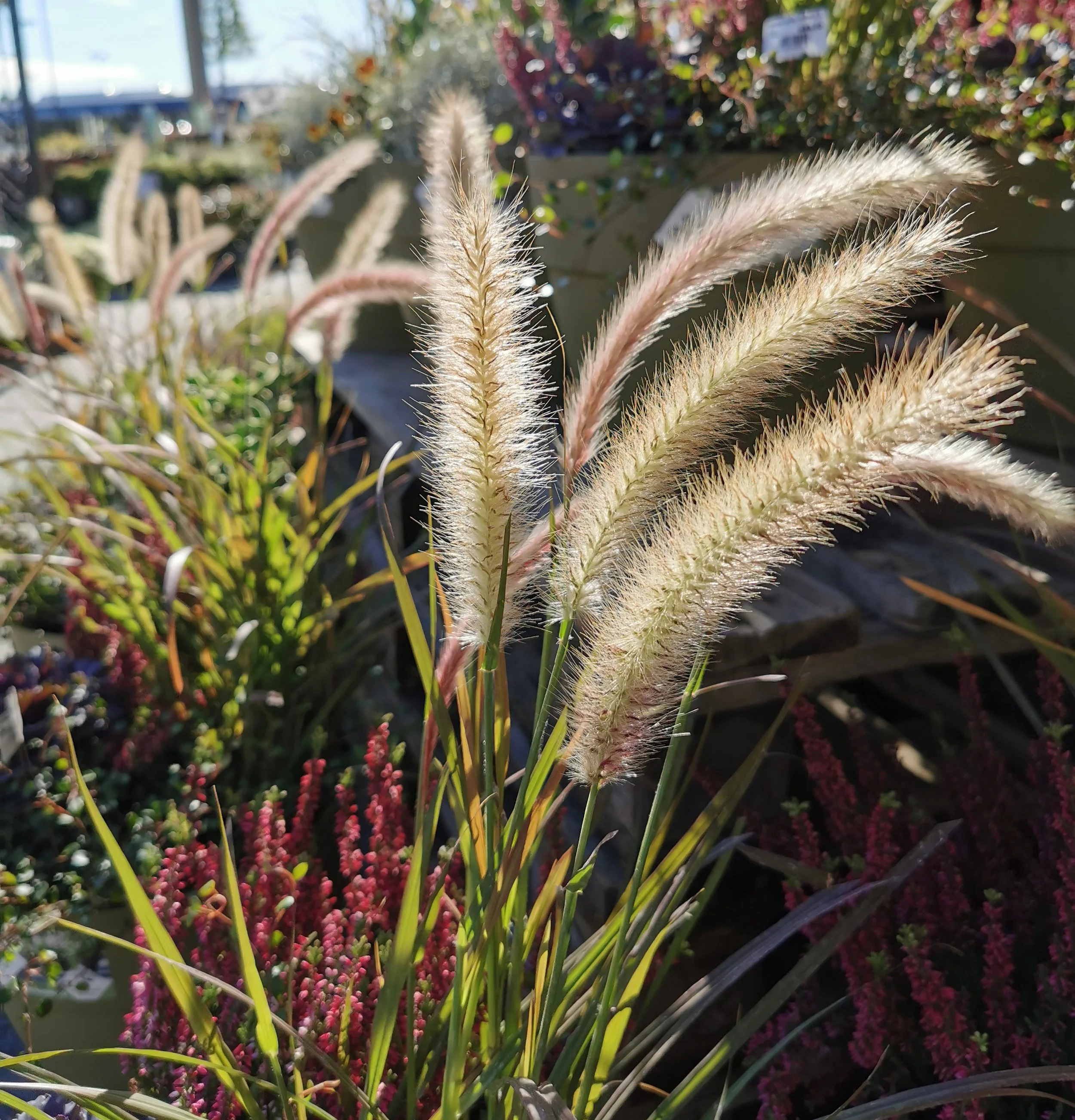 Pennisetum.jpg