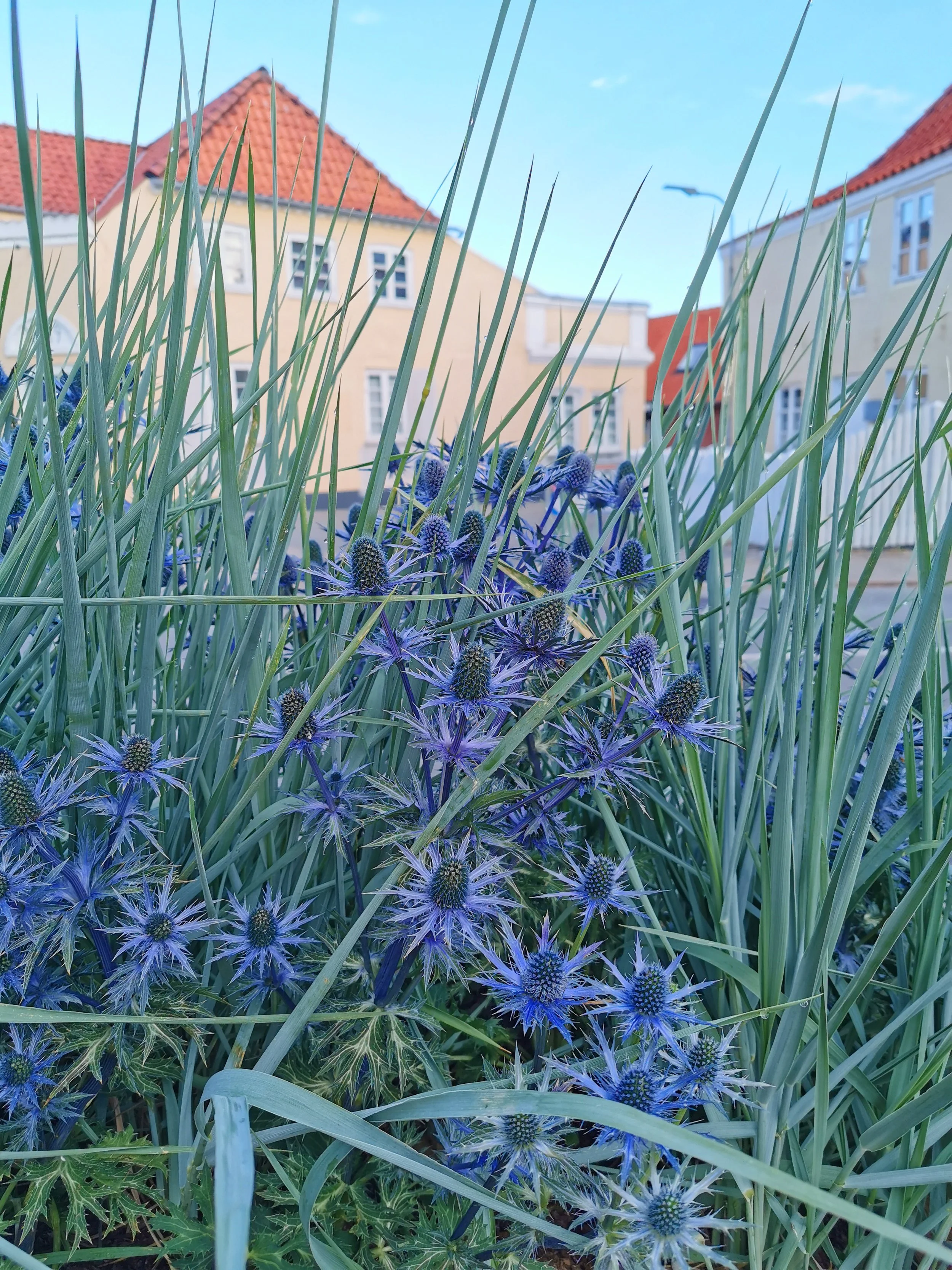 Strandrug med tistler.jpg